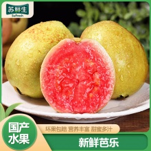 [蘇鮮生]福建紅心芭樂 番石榴 3斤裝 新鮮水果 甘甜可口 果香怡人 香甜多汁1